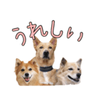 ナナ家のスタンプの巻（個別スタンプ：15）