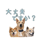 ナナ家のスタンプの巻（個別スタンプ：20）
