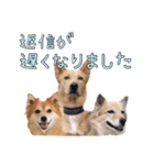 ナナ家のスタンプの巻（個別スタンプ：21）