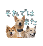 ナナ家のスタンプの巻（個別スタンプ：24）