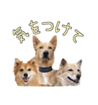 ナナ家のスタンプの巻（個別スタンプ：25）