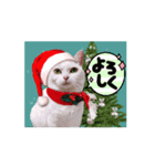 動く短足猫のメリークリスマス！（個別スタンプ：4）