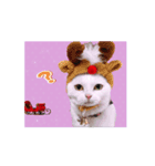 動く短足猫のメリークリスマス！（個別スタンプ：5）