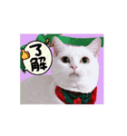 動く短足猫のメリークリスマス！（個別スタンプ：9）