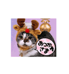 動く短足猫のメリークリスマス！（個別スタンプ：11）