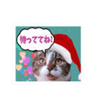 動く短足猫のメリークリスマス！（個別スタンプ：13）