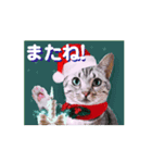 動く短足猫のメリークリスマス！（個別スタンプ：14）