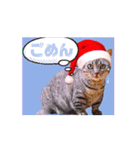 動く短足猫のメリークリスマス！（個別スタンプ：15）