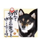 柴犬 黒柴きのこの日常16 お正月再販編（個別スタンプ：2）