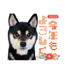 柴犬 黒柴きのこの日常16 お正月再販編（個別スタンプ：4）