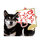 柴犬 黒柴きのこの日常16 お正月再販編（個別スタンプ：5）