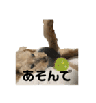 しゅうくん専用のスタンプ(トイプードル)（個別スタンプ：2）