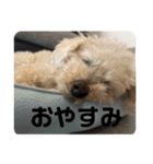 しゅうくん専用のスタンプ(トイプードル)（個別スタンプ：7）