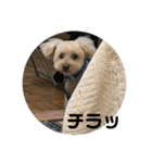 しゅうくん専用のスタンプ(トイプードル)（個別スタンプ：33）
