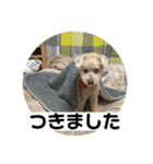 しゅうくん専用のスタンプ(トイプードル)（個別スタンプ：35）