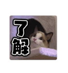 アイラの日常 Vol.1 【ラグドール/猫】（個別スタンプ：16）