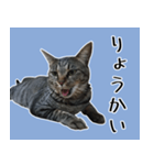 【ららみ】のスタンプ（個別スタンプ：7）