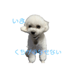 ビションフリーゼぬん3（個別スタンプ：8）