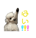 ビションフリーゼぬん3（個別スタンプ：12）