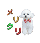ビションフリーゼぬん3（個別スタンプ：15）