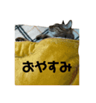 ネコWorld（個別スタンプ：2）