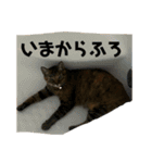 ネコWorld（個別スタンプ：6）