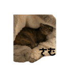 ネコWorld（個別スタンプ：27）