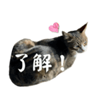 ごえもん日和20（個別スタンプ：3）