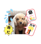 OKです❤クレオ君とマリーちゃん（個別スタンプ：24）