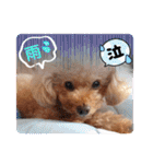 OKです❤クレオ君とマリーちゃん（個別スタンプ：29）