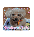 OKです❤クレオ君とマリーちゃん（個別スタンプ：37）