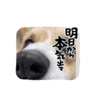 コーギー犬 ちゃべす（個別スタンプ：4）