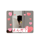 ラビーの動くスタンプ（個別スタンプ：3）