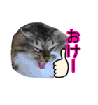 けのとちっちのスタンプ（個別スタンプ：4）