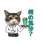 けのとちっちのスタンプ（個別スタンプ：11）