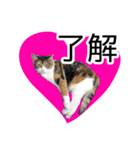 けのとちっちのスタンプ（個別スタンプ：12）