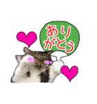 けのとちっちのスタンプ（個別スタンプ：14）