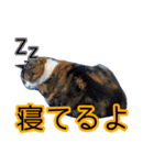 けのとちっちのスタンプ（個別スタンプ：15）
