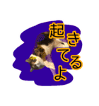 けのとちっちのスタンプ（個別スタンプ：16）