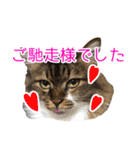 けのとちっちのスタンプ（個別スタンプ：22）