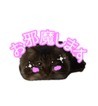 けのとちっちのスタンプ（個別スタンプ：24）