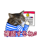 けのとちっちのスタンプ（個別スタンプ：25）