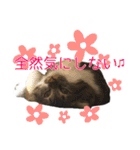 けのとちっちのスタンプ（個別スタンプ：27）