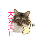 けのとちっちのスタンプ（個別スタンプ：29）