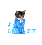 けのとちっちのスタンプ（個別スタンプ：35）