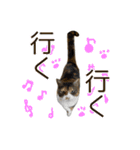 けのとちっちのスタンプ（個別スタンプ：38）