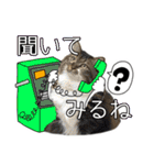 けのとちっちのスタンプ（個別スタンプ：39）