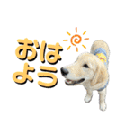 かわいい犬たちの幸せスタンプ(ミパヌバタ)（個別スタンプ：1）