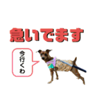 かわいい犬たちの幸せスタンプ(ミパヌバタ)（個別スタンプ：12）