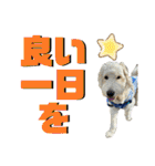 かわいい犬たちの幸せスタンプ(ミパヌバタ)（個別スタンプ：14）